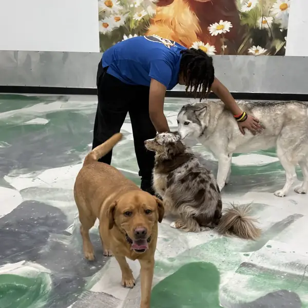 Dog daycare fun at K9 Rox Club